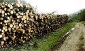 firewood_07
