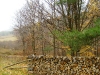 firewood_12