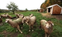 ramblers_way_farm_maine_01