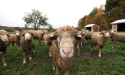 ramblers_way_farm_maine_02