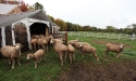 ramblers_way_farm_maine_09