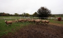 ramblers_way_farm_maine_11