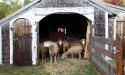 ramblers_way_farm_maine_12