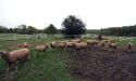 ramblers_way_farm_maine_13