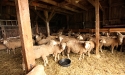 ramblers_way_farm_maine_17