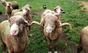 ramblers_way_farm_maine_20