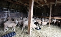 ramblers_way_farm_maine_22