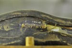 Maine_Hand_Sewn_29 Maine_Hand_Sewn_29